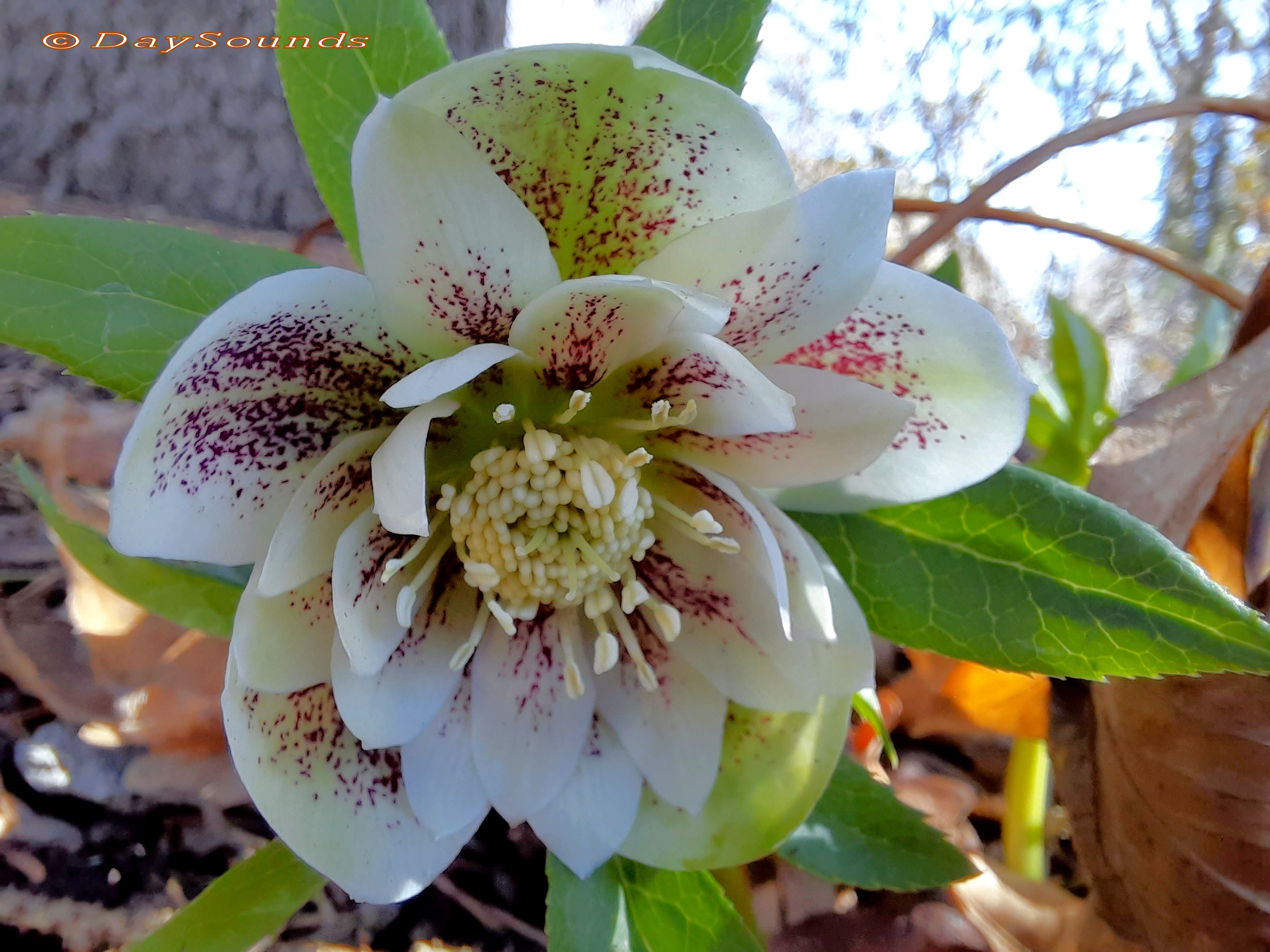 Flowers in Spines